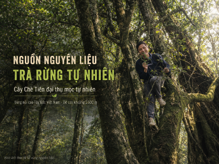 Giới thiệu FAIRY TEA - Hồng trà rừng tự nhiên Việt Nam