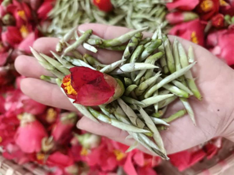 TRÀ HOA ĐỎ - OẢ MÂY