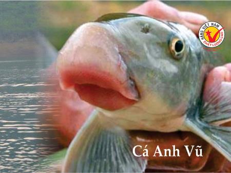 Cá Anh Vũ - Tiến Vua