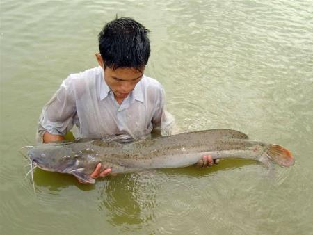 Cá Lăng Chấm - Sông Đà