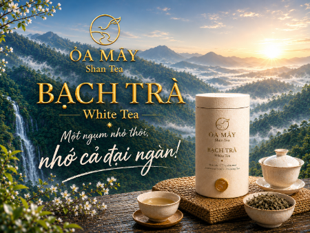 BẠCH TRÀ - ỎA MÂY Shan Tea