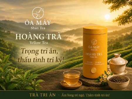 HOÀNG TRÀ - ỎA MÂY Shan Tea