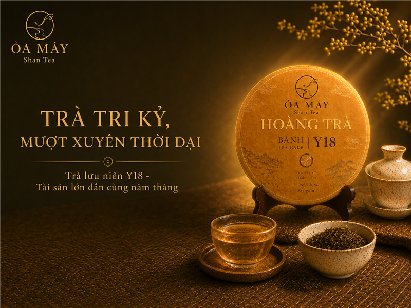 HOÀNG TRÀ BÁNH - Y18 Shan Tea