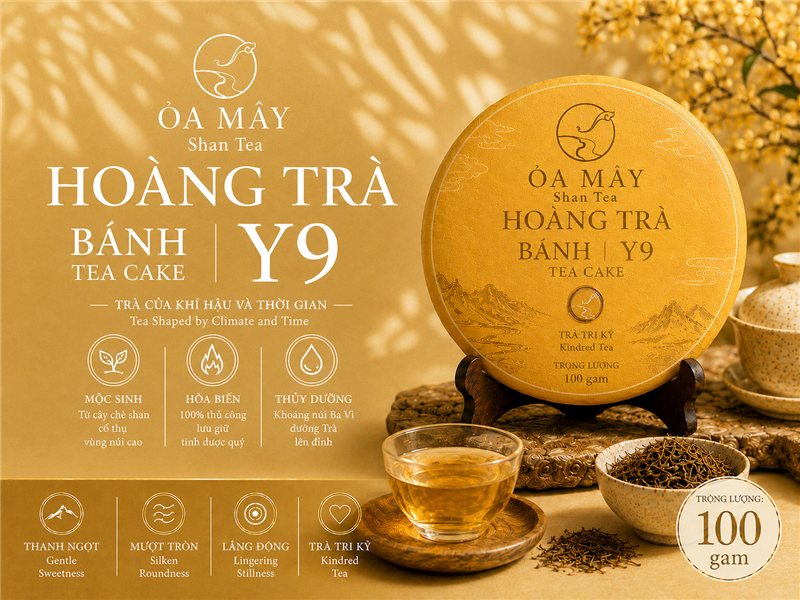 HOÀNG TRÀ BÁNH - Y9 Shan Tea