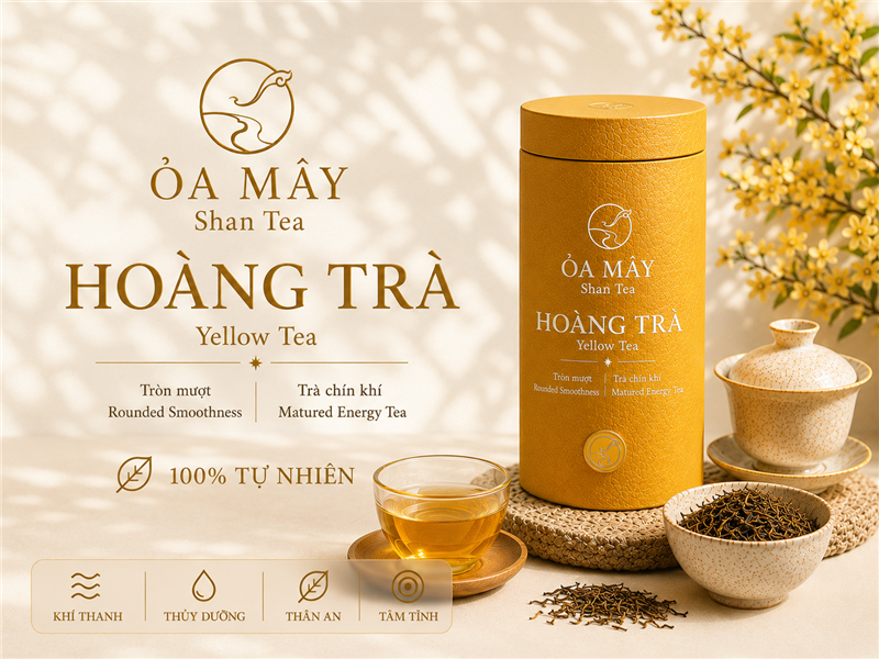 HOÀNG TRÀ - ỎA MÂY Shan Tea