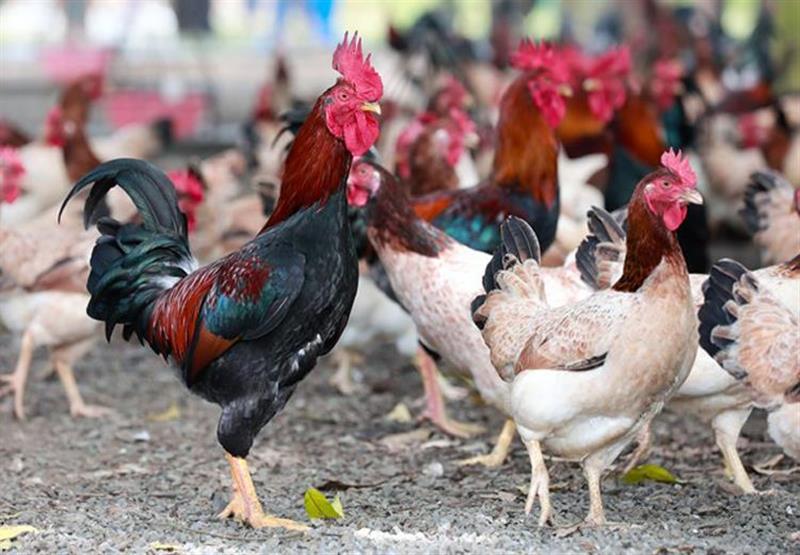 Gà ri Ba Vì - Trống giò