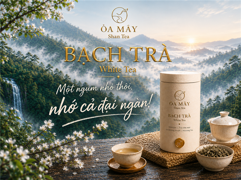 BẠCH TRÀ - ỎA MÂY Shan Tea