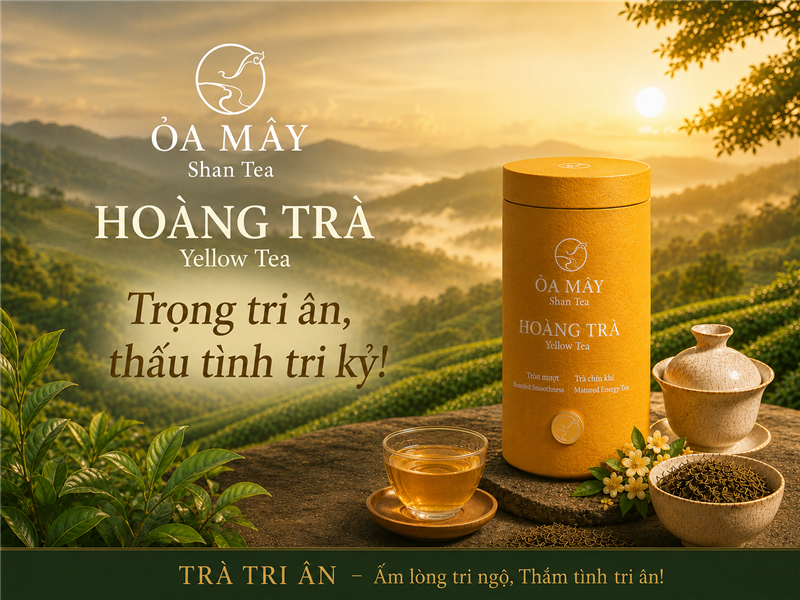 HOÀNG TRÀ - ỎA MÂY Shan Tea