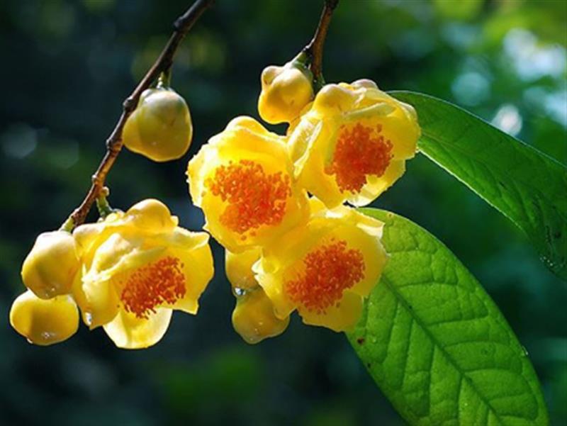 TRÀ HOA VÀNG - ỎA MÂY