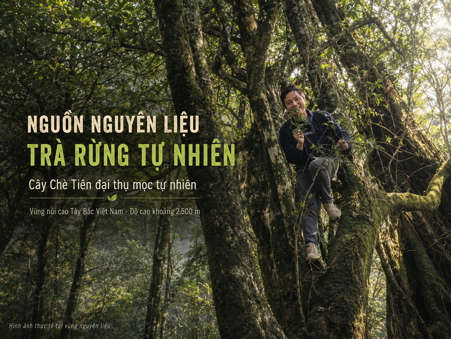 Ảnh tư liệu vùng nguyên liệu FAIRY TEA, năm 2022